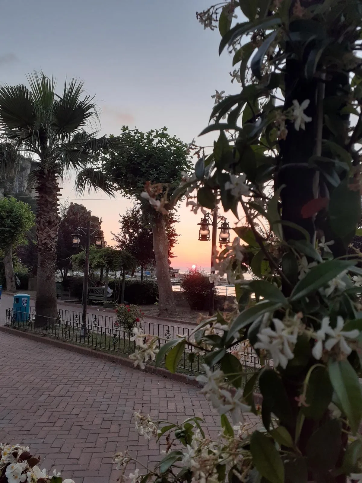 Amasra sahil parkında akşam: palmiyeler, çiçekli dallar ve arkada gün batımı